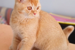 ASTOR