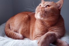 ASTOR