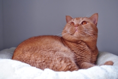 ASTOR