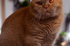ASTOR