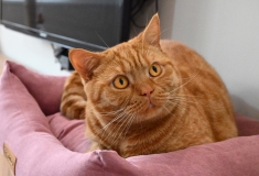 BORIS