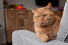 BORIS