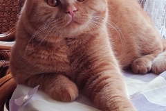 COOPER