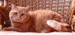 COOPER
