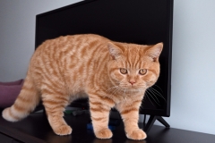 DANIEL Jr