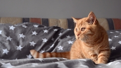 DARCEY