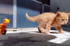 DASHA