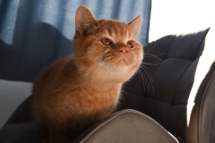 EDDIE