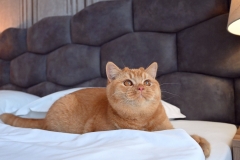 FREYA
