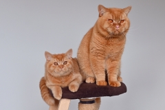 FREYA & CASPER