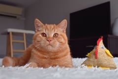 GASPAR