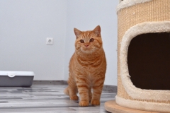 GASPAR