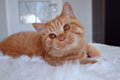 GASPAR