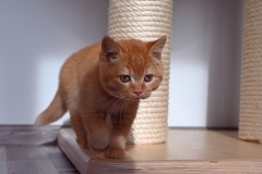 GINGER