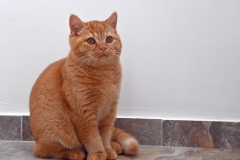 GINGER