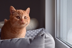 GINGER