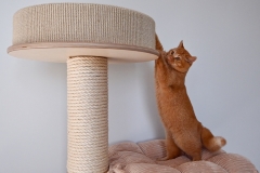 GINGER