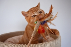 GINGER