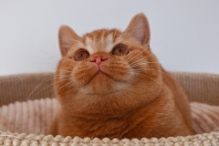 GINGER