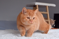 GINGER