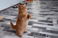 GINGER
