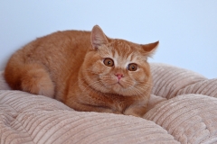 GINGER