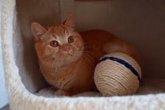 GINGER