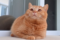 GINGER