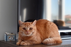GINGER