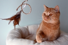 GINGER