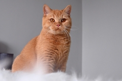 GINGER