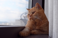 GINGER