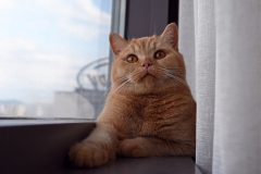 GINGER