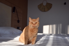 GINGER
