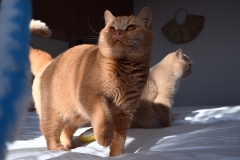 GINGER