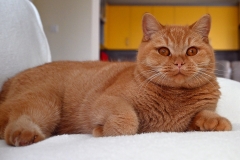 GINGER