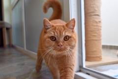 GINGER