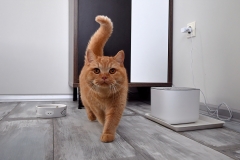 GINGER