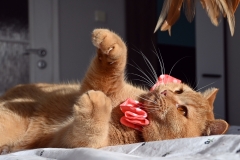GINGER