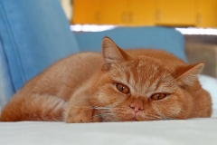 GINGER