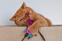 GINGER