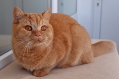 GINGER