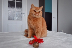 GINGER