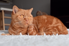 ISABELLA
