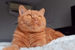 ISABELLA
