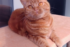 ISABELLA
