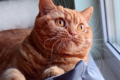 ISABELLA