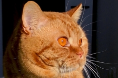 MARCO