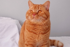 MARCO