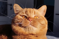 MARCO